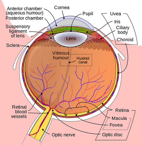 Physiology Of Sight In Flow Chart